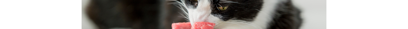 How often should I feed my pet