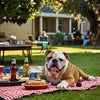 What are the top 5 low maintenance Dogs in Australia?