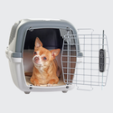 chihuahua in dog crate