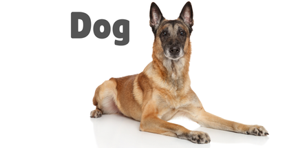 Adult Dog recommended products
