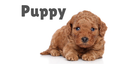Puppy recommended products