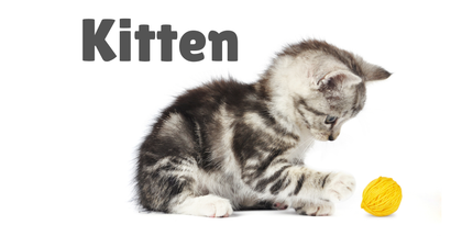 Kitten recommended products