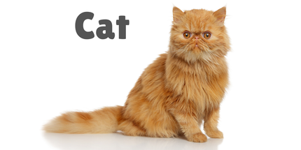 Adult Cat recommended products