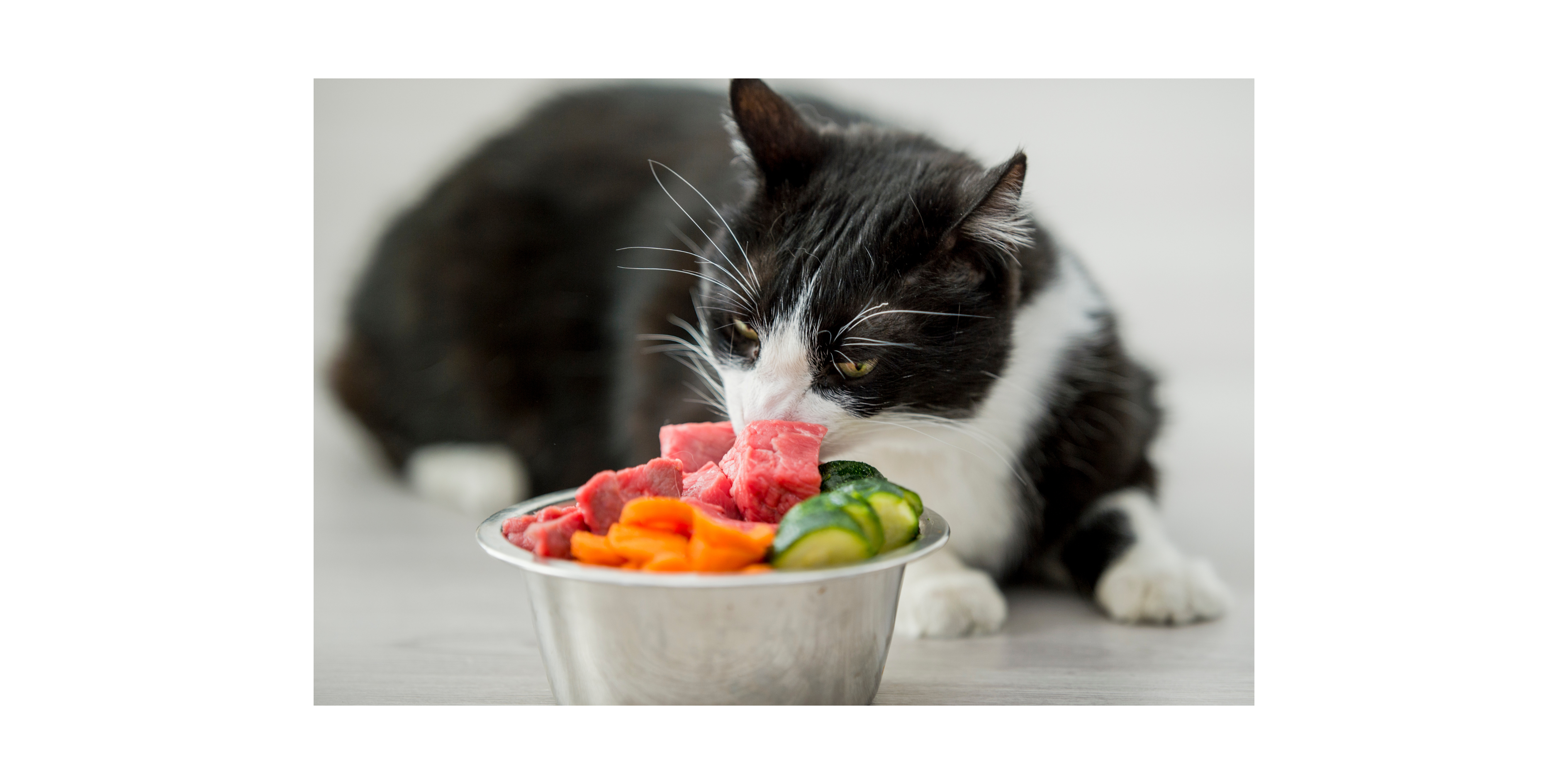 How often should I feed my pet