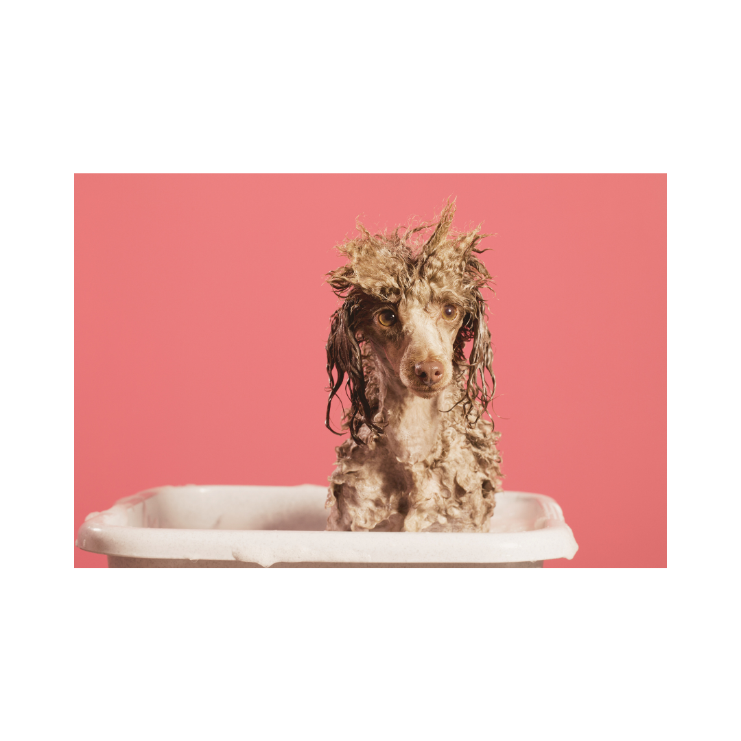 How often should I wash my dog?