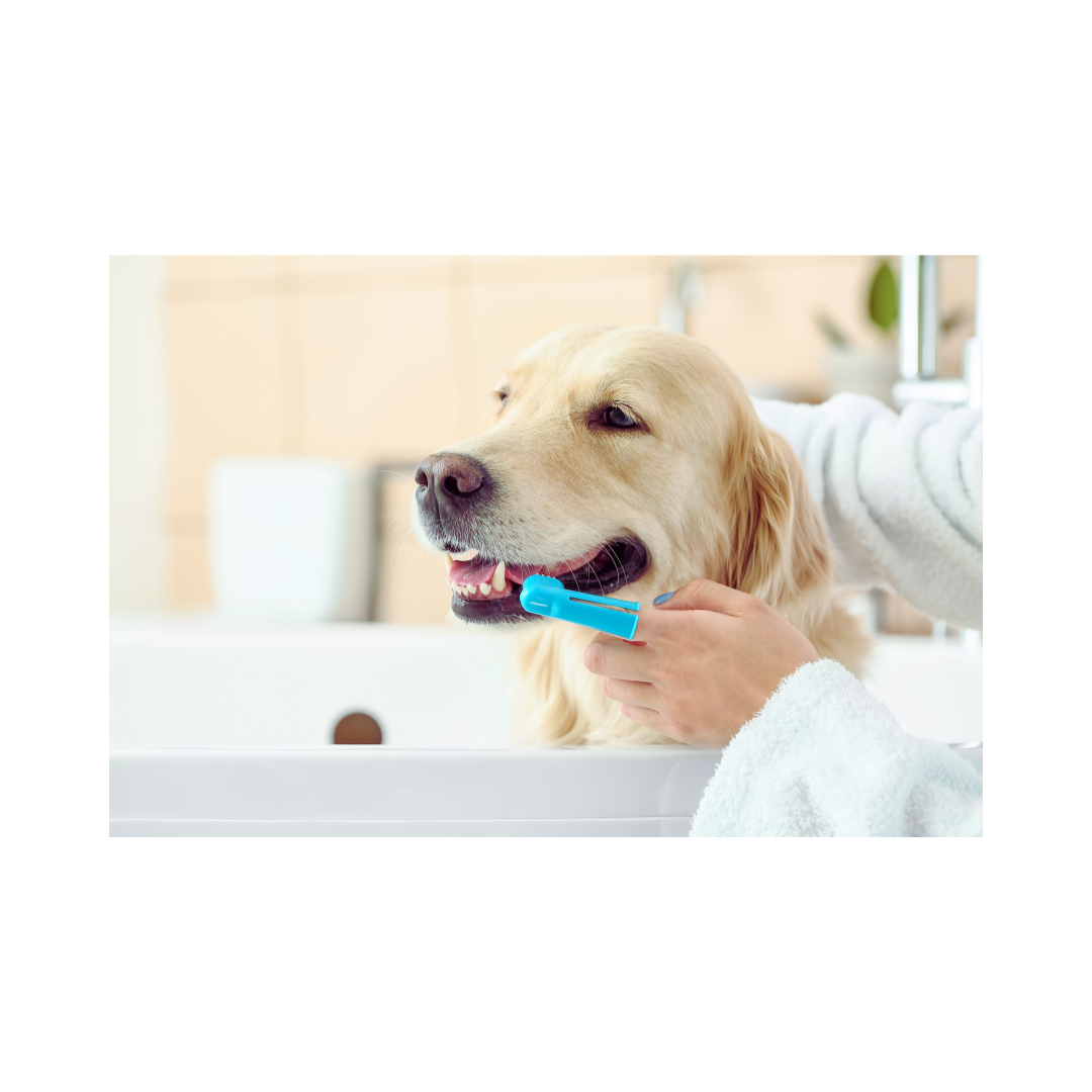 How important is a dental routine for my pet?