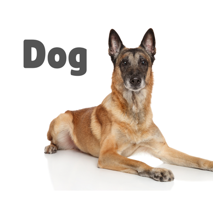 Collection image for: Adult Dog recommended products