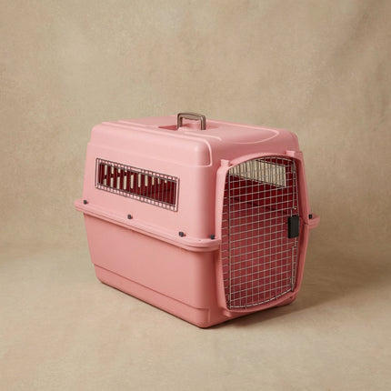 chihuahua in dog crate