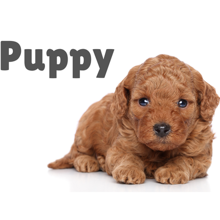 Collection image for: Puppy recommended products