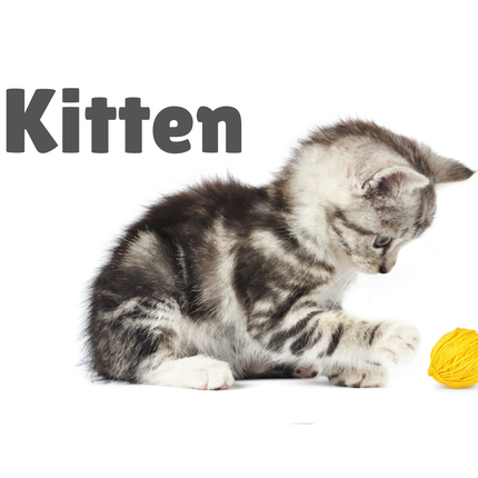 Collection image for: Kitten recommended products