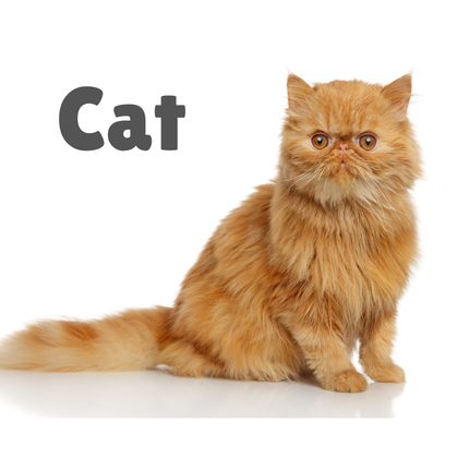 Collection image for: Adult Cat recommended products
